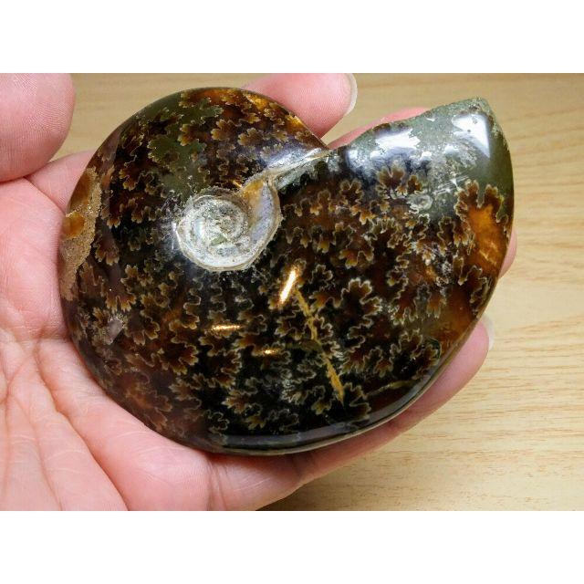 縫合線・101g】 アンモナイト 化石 オパール アンモライト 原石 宝石