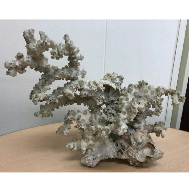 珊瑚 本珊瑚 原木