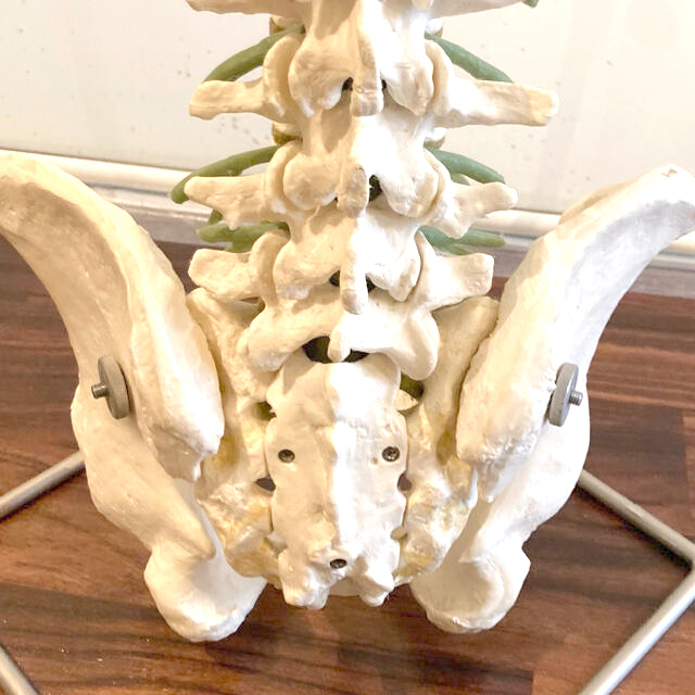 脊柱模型】骨格模型 スタンド付き 骨髄 背骨 脊椎 骨盤