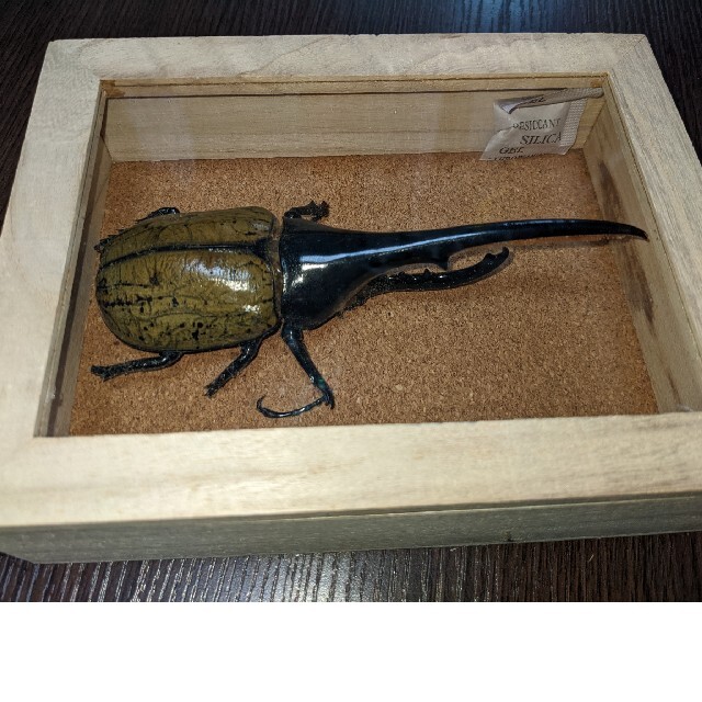 ヘラクレス・ヘラクレス♂標本 No.577 【数量限定】匠の昆虫標本桐箪笥