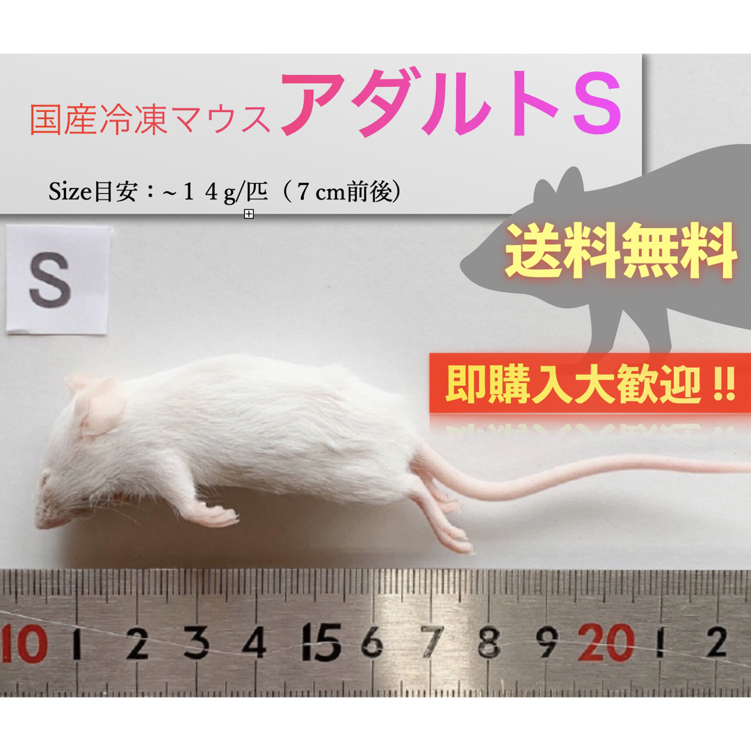 冷凍アダルトマウス ML 50匹 【公式通販】