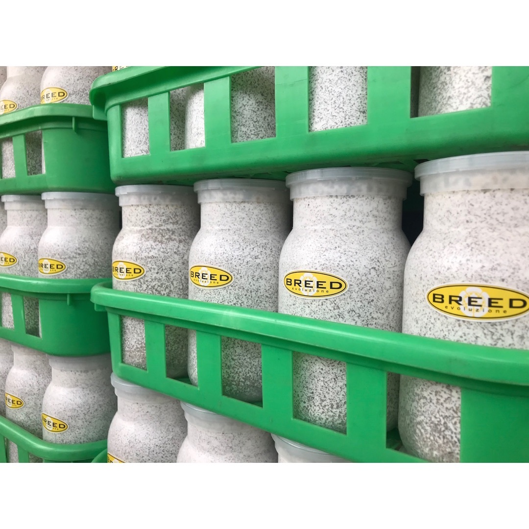 BREED NEW1500菌糸ビン 10本 m0328y様 【公式通販】