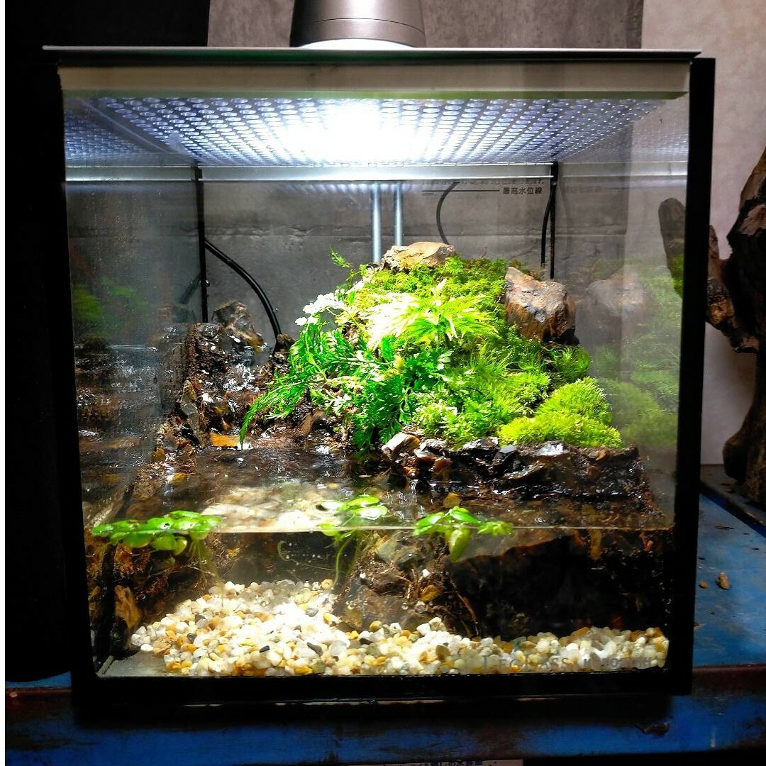 滝の流れるアクアテラリウム 完成品 水槽