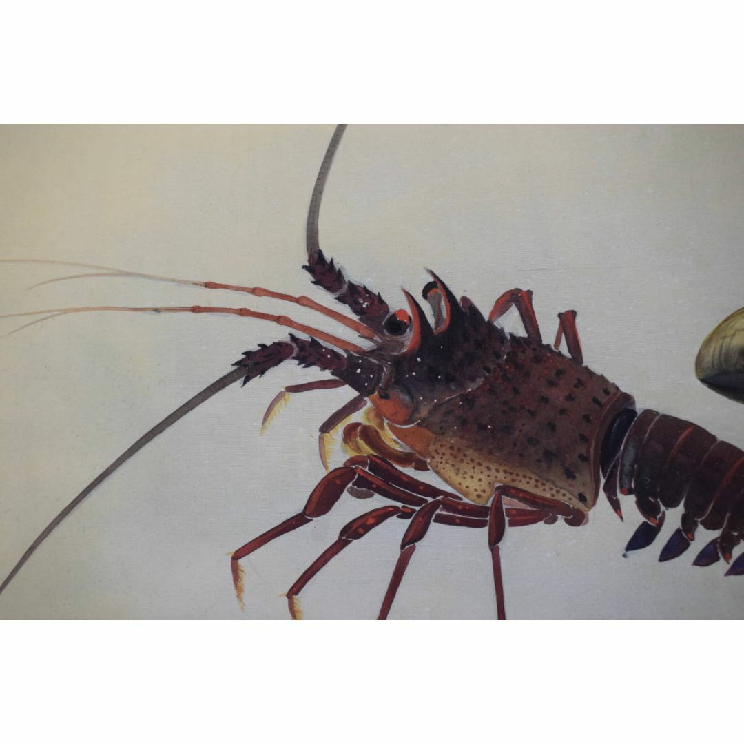 真作】山本紅雲/海老之図/横物/伊勢エビ図/掛軸☆宝船☆