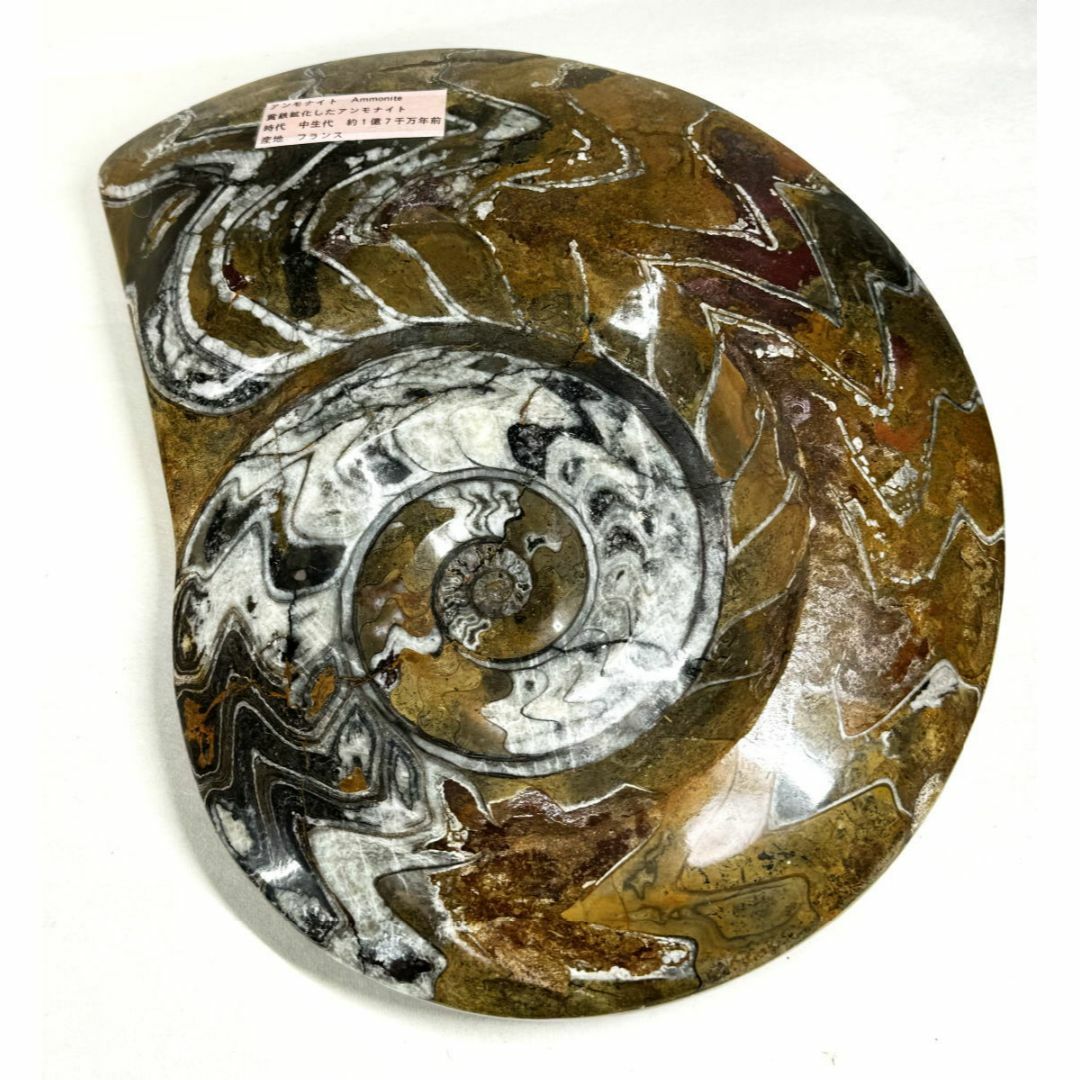 アンモナイト 超大型 黄鉄鉱化した化石 絶品 約4.1kg 縫合線WWFT031