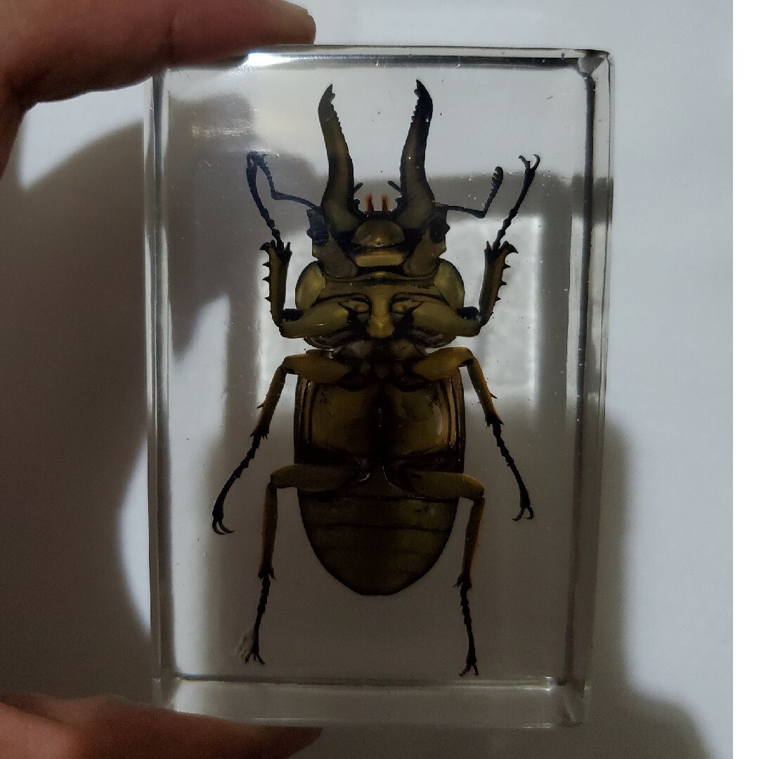 オウゴンオニクワガタ樹脂標本の通販 by indoneshiya's shop｜ラクマ