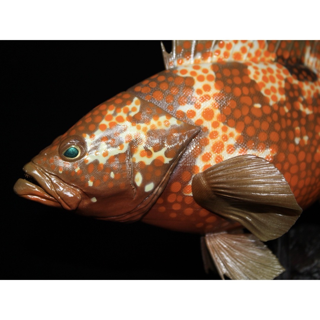 D*l様 キジハタ フィギュア 魚寸30cm D*l様 キジハタ フィギュア 魚