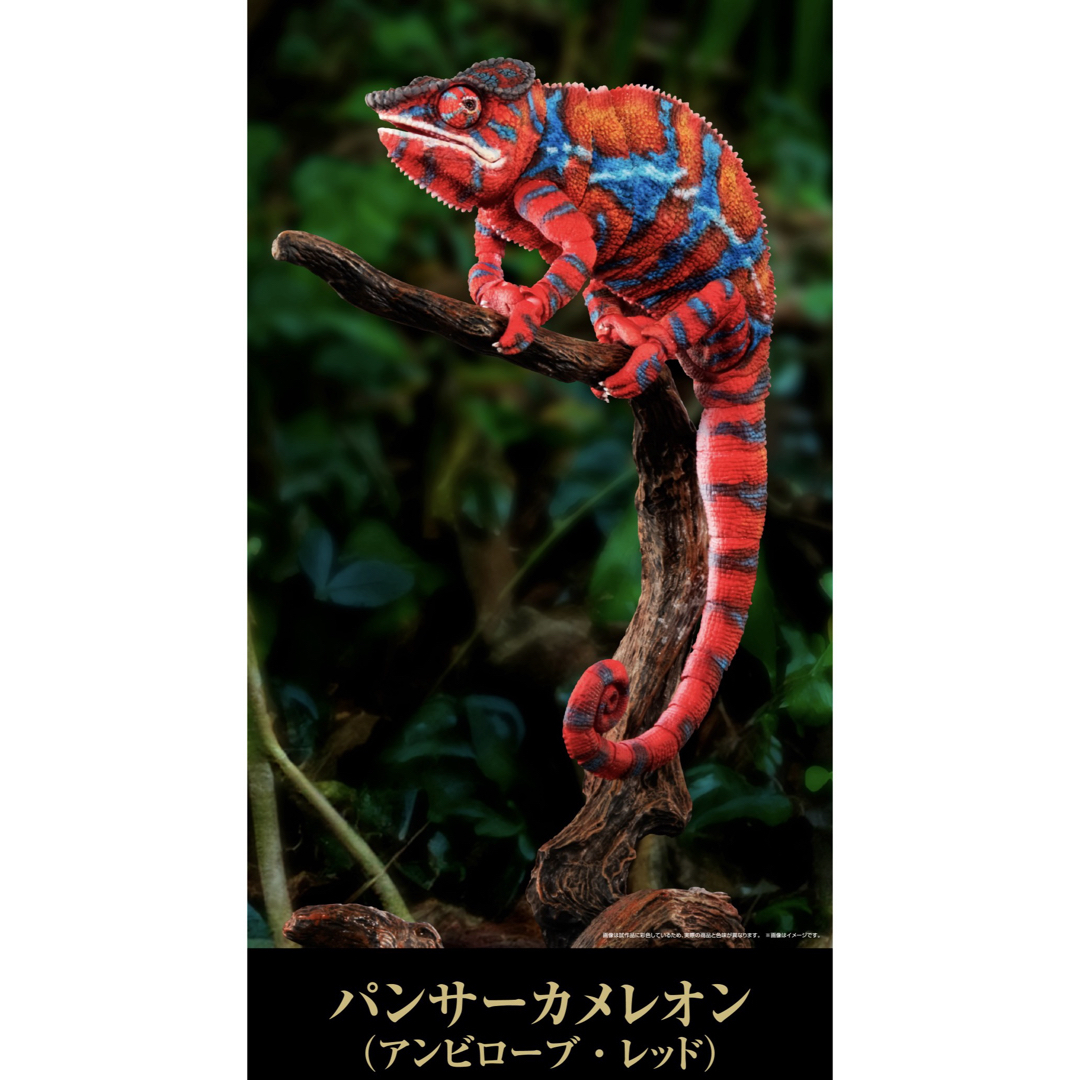 パンサーカメレオン（アンビローブ・グリーン） いきもの大図鑑