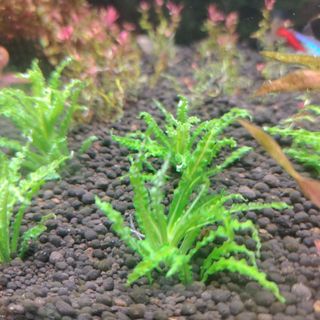 陰性水草の王様的存在【ブセファランドラ】Theia Blue 陰性水草の王様