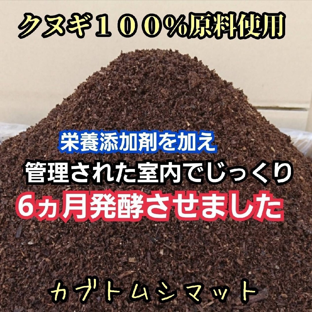 発酵マット入り！国産カブトムシ幼虫1頭飼育専用縦長クリアボト【12本