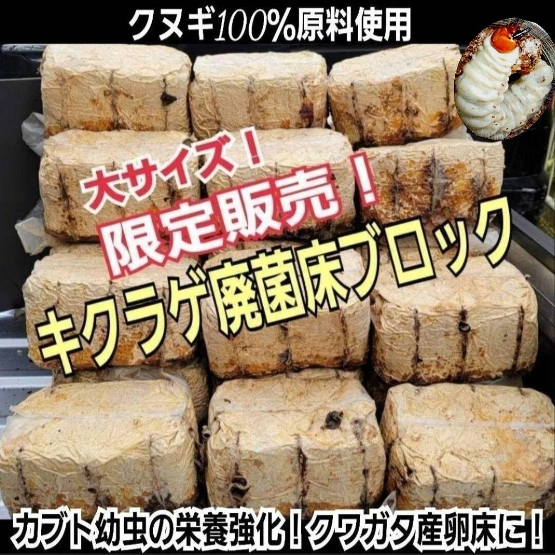 カブトムシ幼虫の栄養強化に抜群！マットに埋めるだけ！キクラゲ菌床