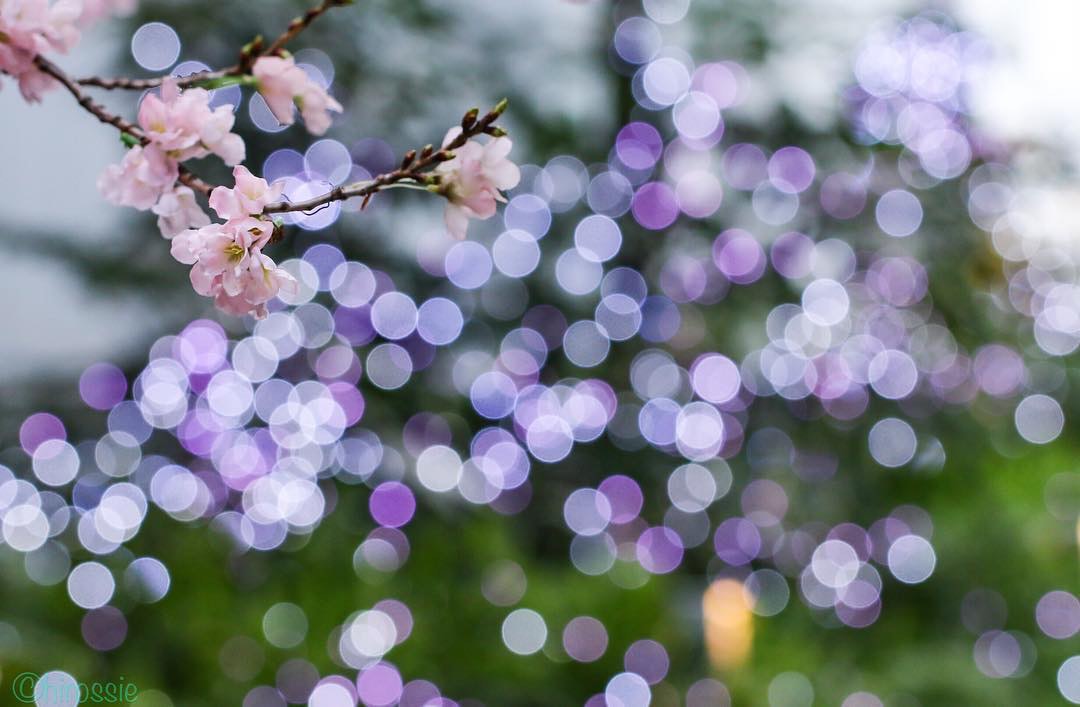 Canon EF100mm F2.8Lマクロ IS USMを徹底解説。作例からレビューまで | ONE