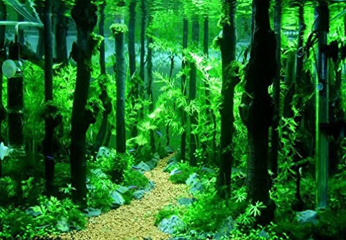 爬虫類用流木のおすすめ人気ランキング【2025年11月】 | マイベスト