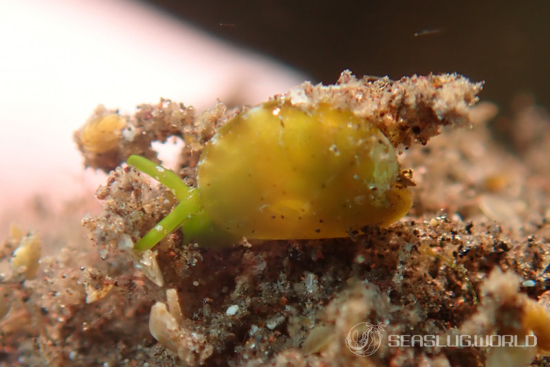 貝殻 Coluzea Juliae 貝殻 Coluzea Juliae