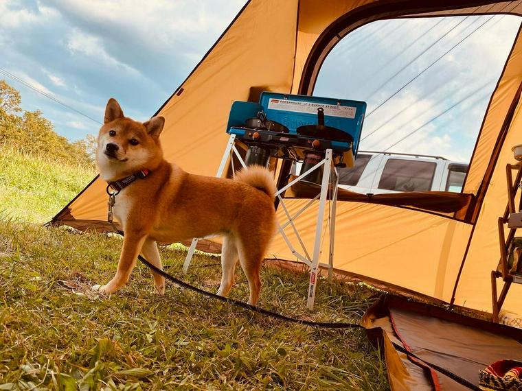 ドッグピット [PT-100] [スノーピーク ][snow peak]【廃盤】 廃盤品