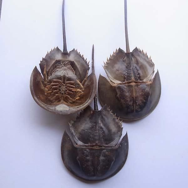 カブトガニ標本 天然記念物 【公式通販】