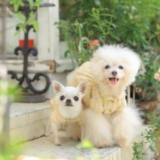 カンパーニュ・ブラウス - 「ブルーブルーブルー blue bleu bleue