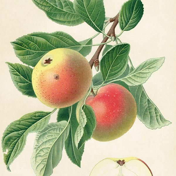 ドイツの果実学 リンゴ 植物画 アンティーク ボタニカルアート 1894年 1003