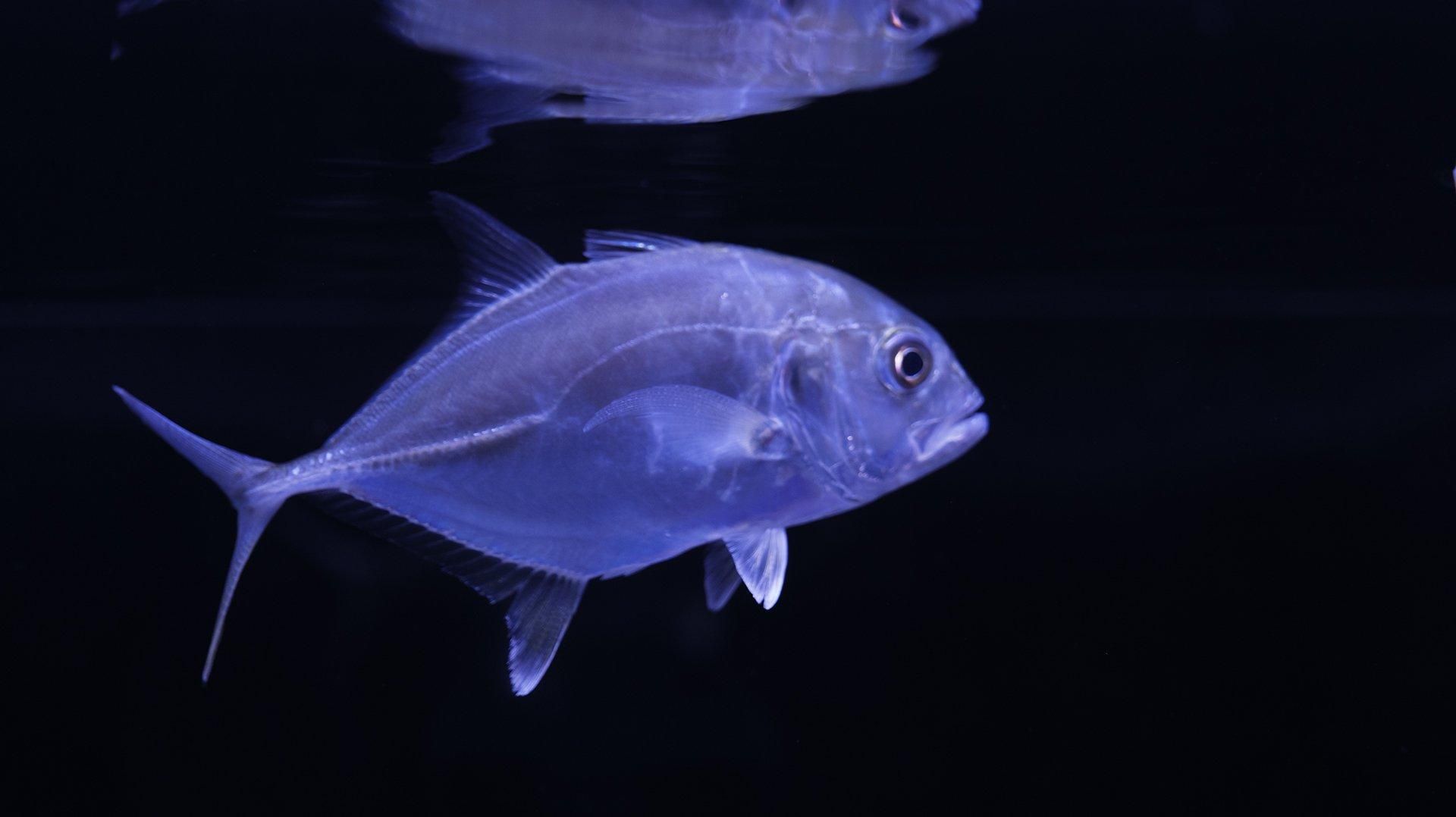 ロウニンアジ|MLサイズ - REEF-TRIGGER