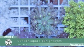 水槽 東熱 殺菌灯 30W 殺菌灯 東熱 30W 石英管有り 50Hz 東