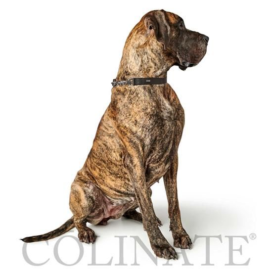 犬の本革ハーフチョークNo.255(大型犬) 本ヌメ革の幅広ハーフ