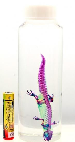 透明工房 ～生命の華～ ☆透明標本 製作・販売 学術指導☆