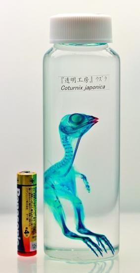 透明工房 ～生命の華～ ☆透明標本 製作・販売 学術指導☆