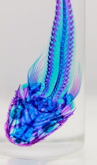 透明工房 ～生命の華～ ☆透明標本 製作・販売 学術指導☆