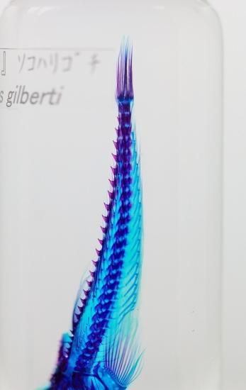 透明工房 ～生命の華～ ☆透明標本 製作・販売 学術指導☆