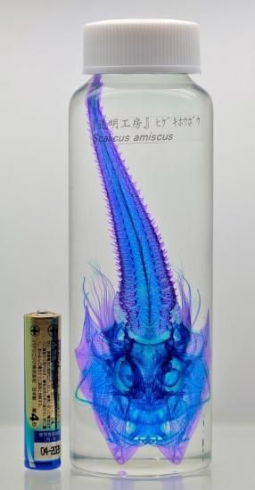 透明工房 ～生命の華～ ☆透明標本 製作・販売 学術指導☆