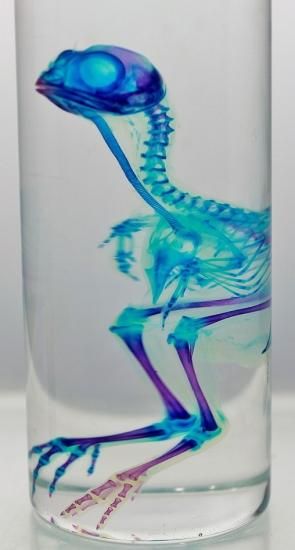 透明工房 ～生命の華～ ☆透明標本 製作・販売 学術指導☆