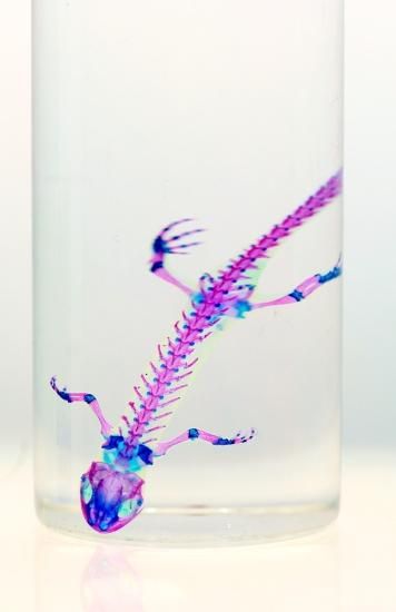 透明工房 ～生命の華～ ☆透明標本 製作・販売 学術指導☆