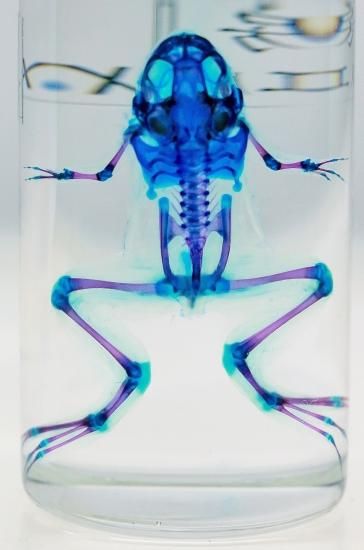 透明工房 ～生命の華～ ☆透明標本 製作・販売 学術指導☆