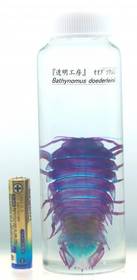 透明工房 ～生命の華～ ☆透明標本 製作・販売 学術指導☆