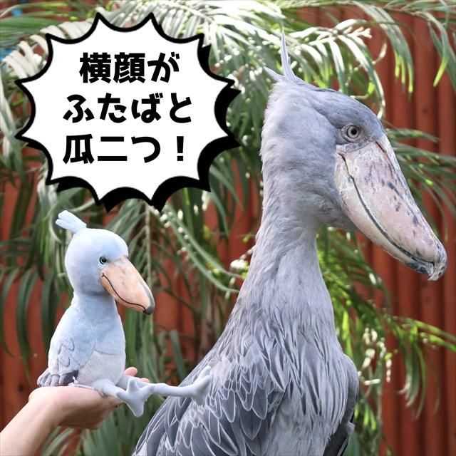 再入荷】吉徳コラボ第二弾掛川花鳥園オリジナルハシビロコウぬいぐるみ