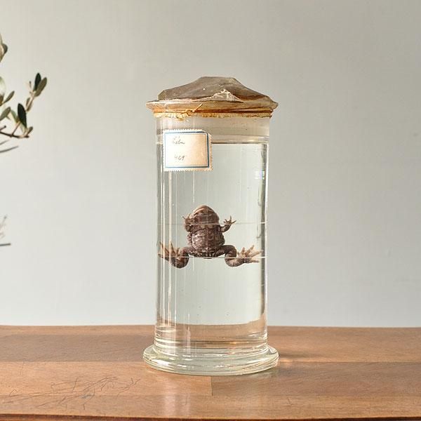 液浸標本 カエル/フランスアンティーク雑貨・家具のSibora【シボラ】