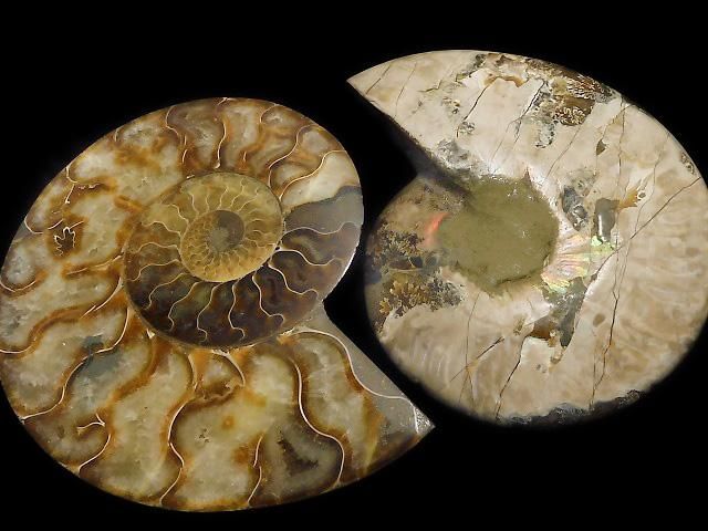 動画】【1点もの】マダガスカル産アンモナイトの化石 2個(ペア) NO.6