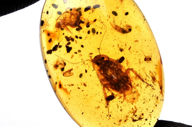 1点物】レア◇高品質 虫入りアンバー琥珀 36x24mm オーバル ルース