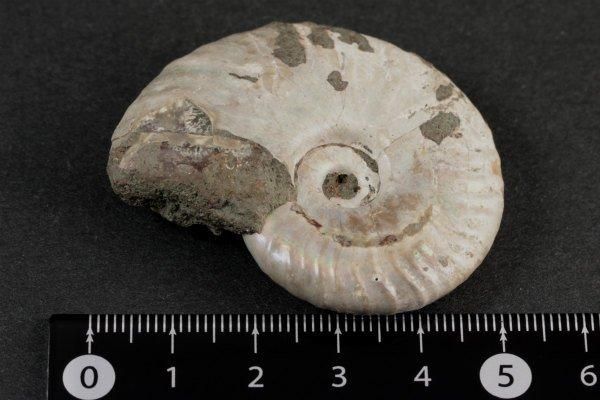 アンモナイト化石 約20cm 1997.8採掘 本物のアンモナイト化石を発掘