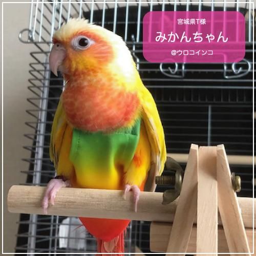 フライトスーツ／バードダイパー（レインボー）