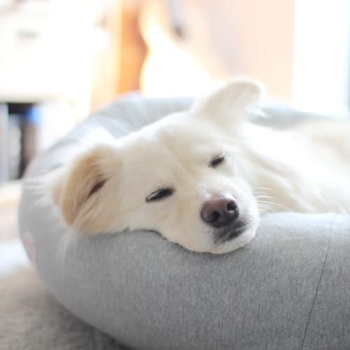 オーガニックコットン犬用ベッド - Mサイズ｜犬用ベッド｜DeLoreans