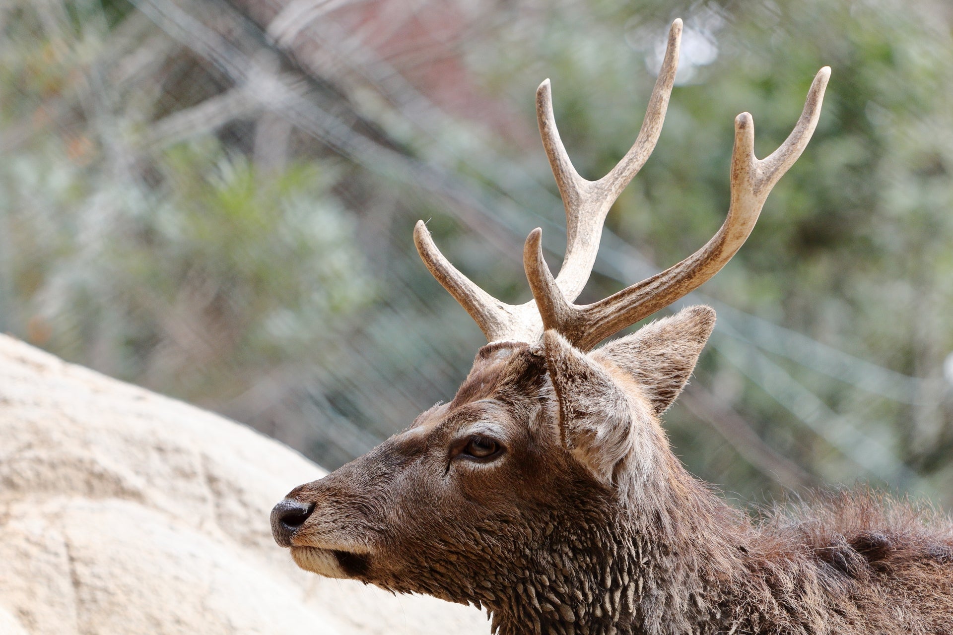 鹿の角 【公式通販】