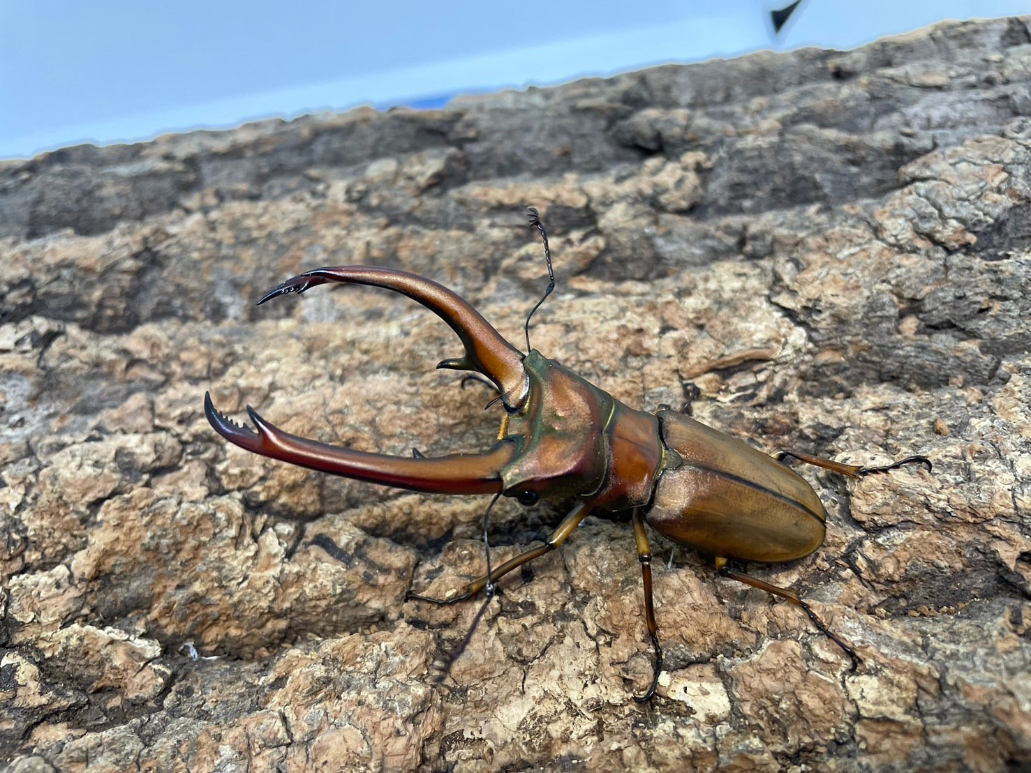 WD】トゥルンカートゥスホソアカクワガタ – INSECT SHOP KMY