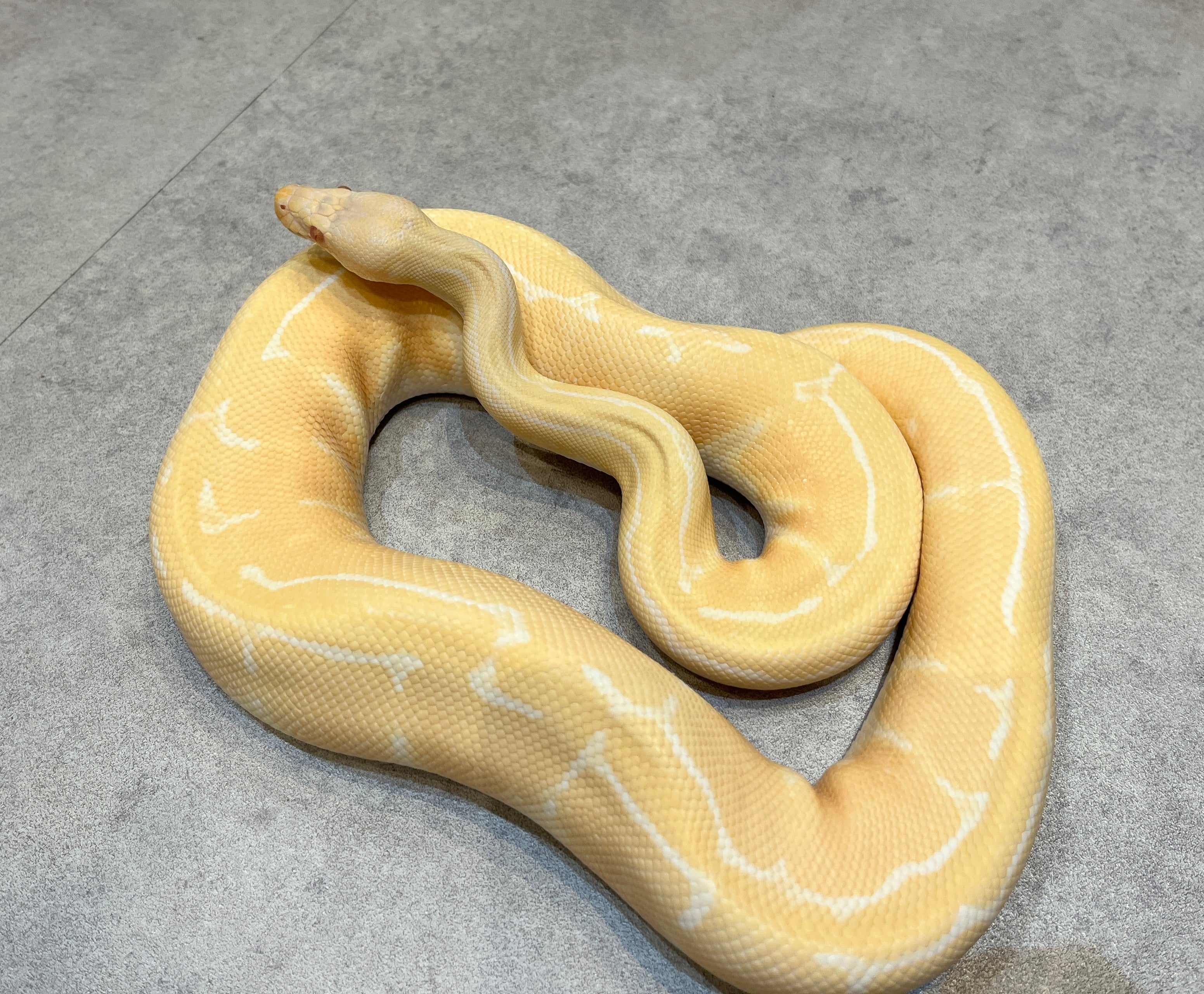 ○○】アルビノボールパイソン蛇の抜け殻脱皮殻2025年巳年金運