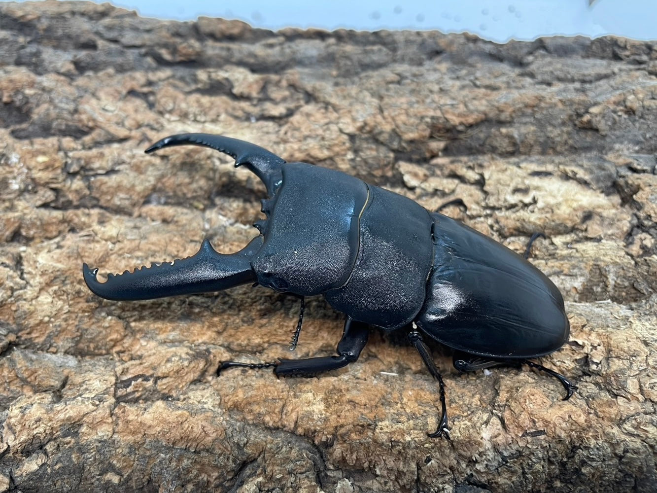 極レア パラワンオオヒラタクワガタ 112up O <1110z昆虫標本