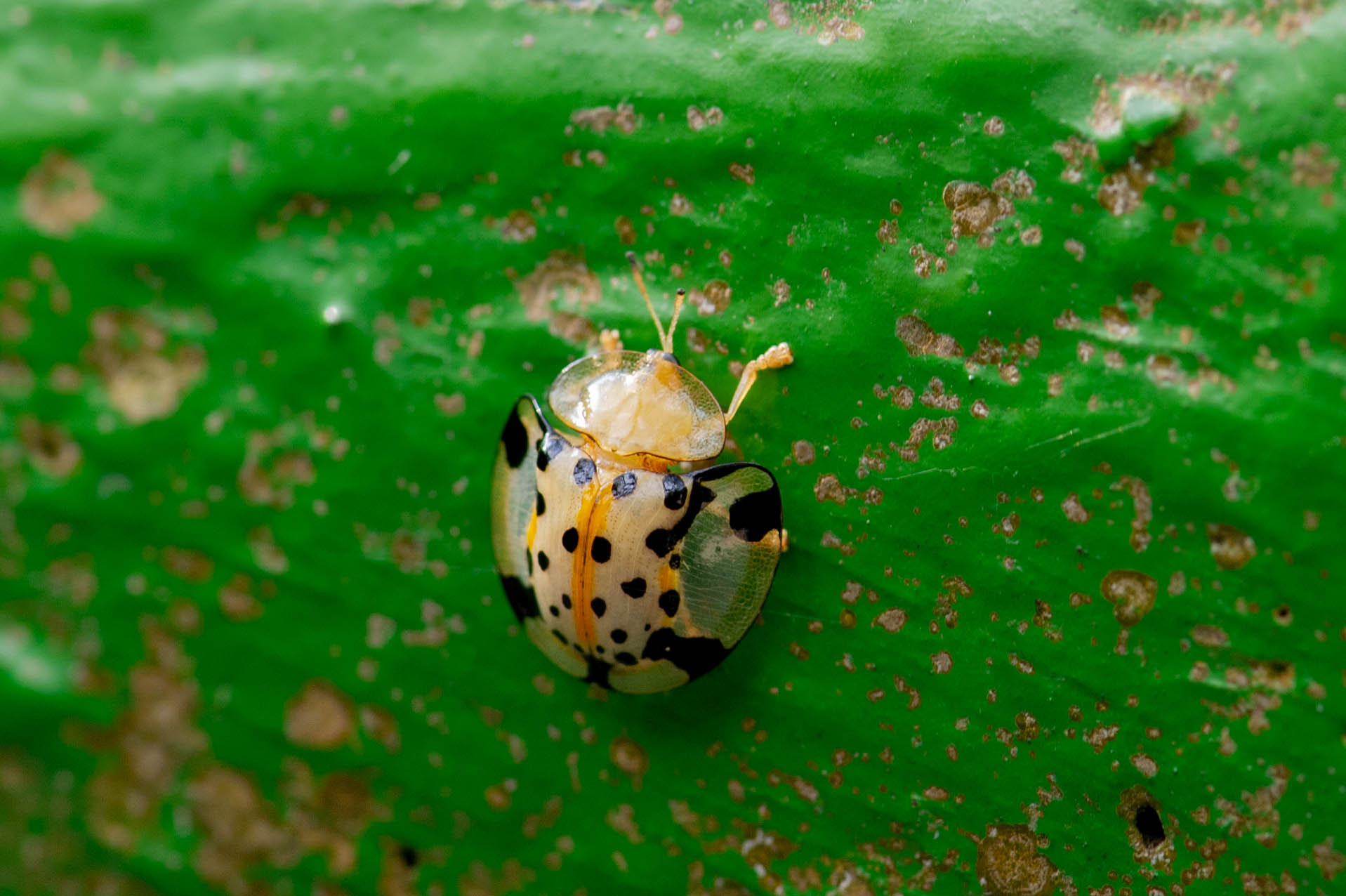 台湾】ゴマダラジンガサハムシ | 虫の写真と生態なら昆虫写真図鑑