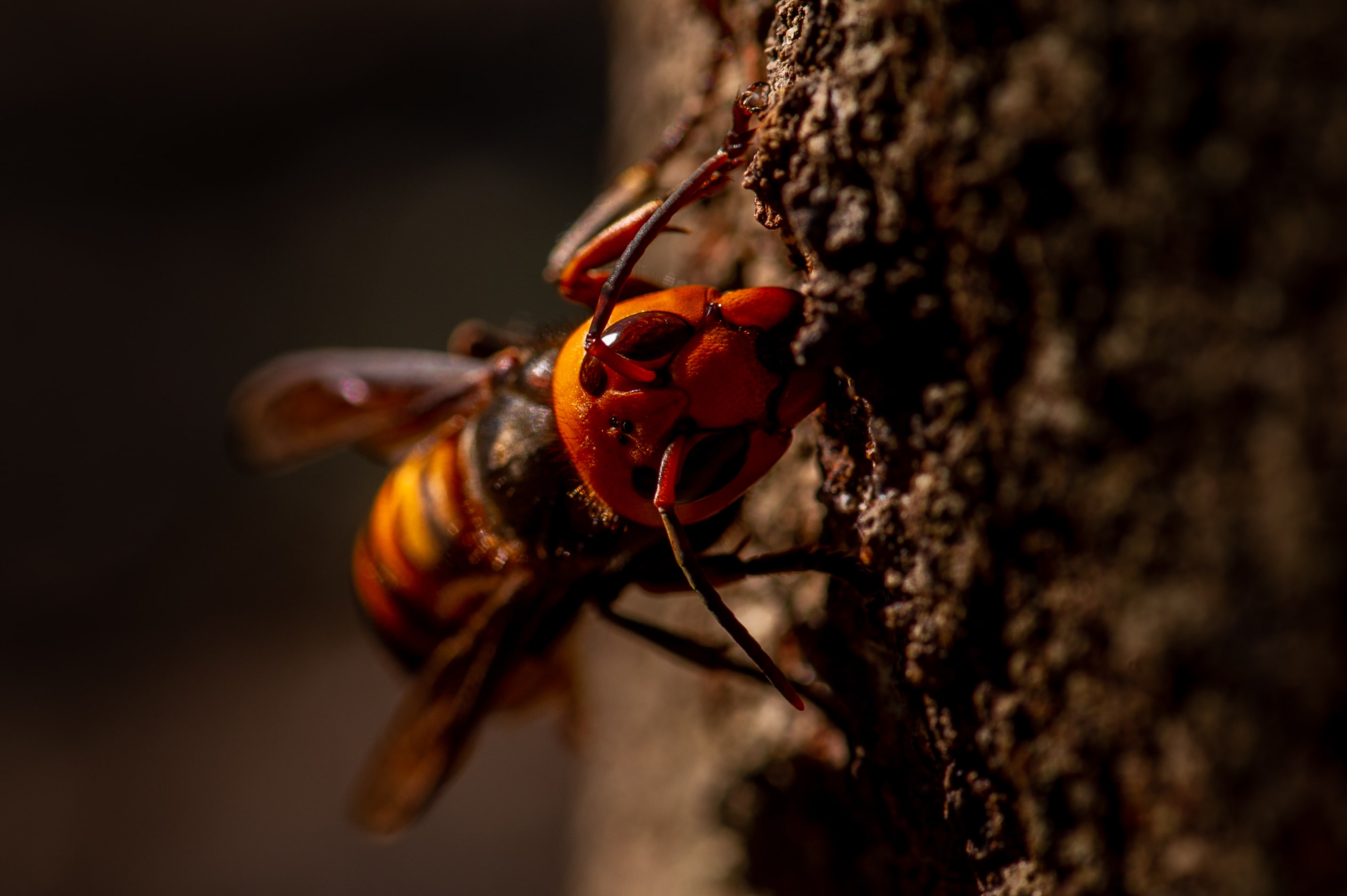 オオスズメバチ | 虫の写真と生態なら昆虫写真図鑑「ムシミル」