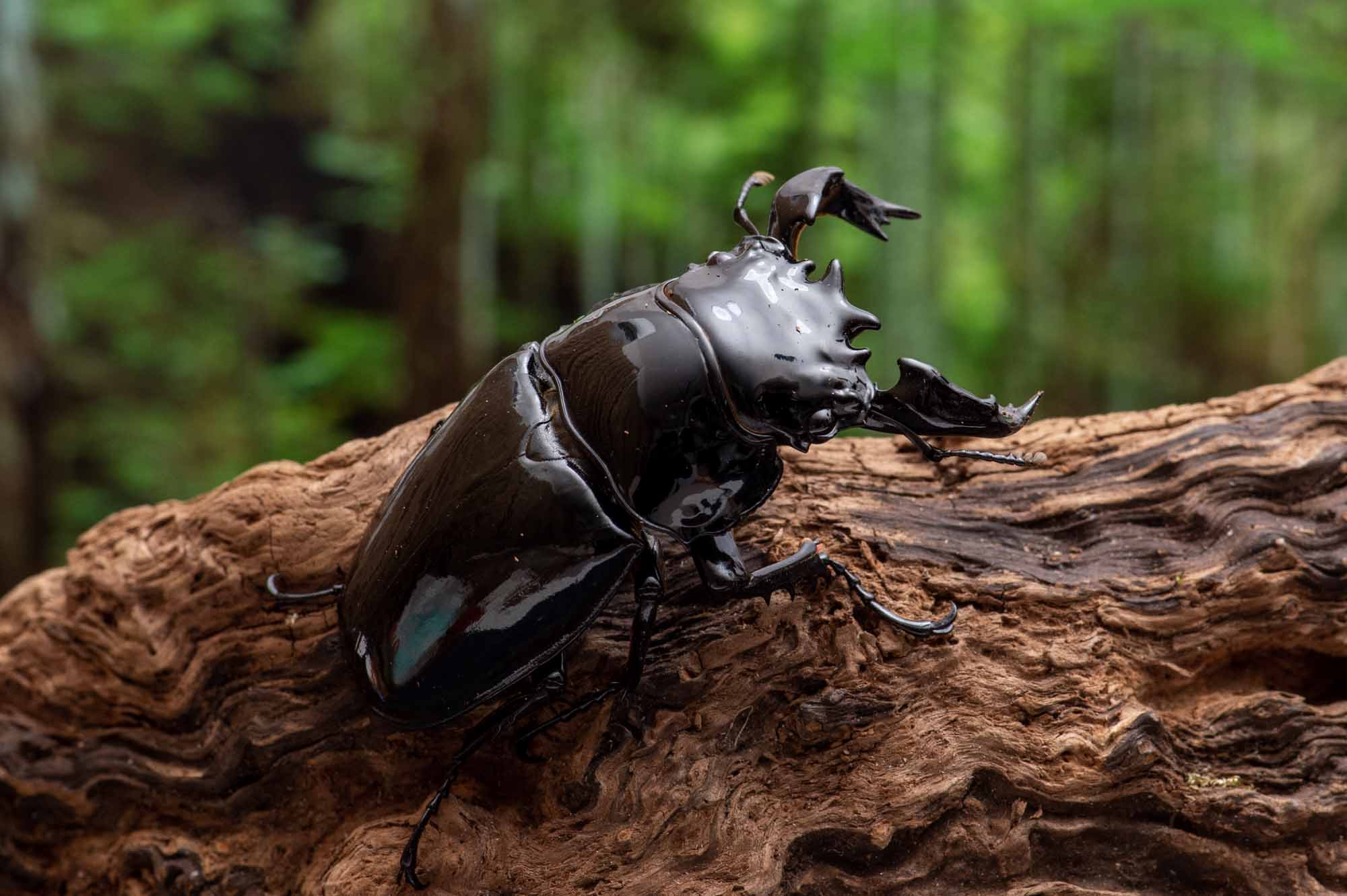 タランドゥスオオツヤクワガタ（タランドスオオツヤクワガタ） | 虫の