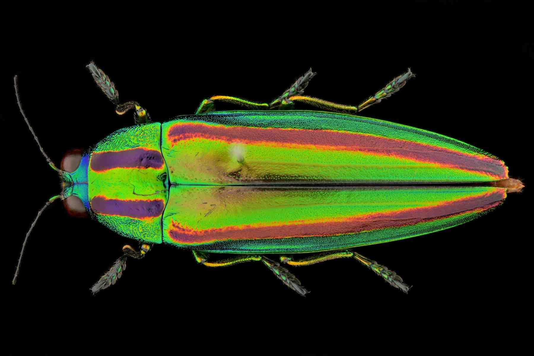 ヤマトタマムシ｜INSECT.Minoh.City