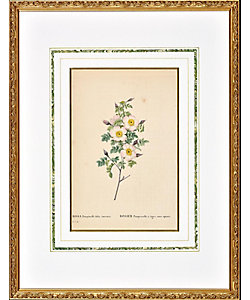 蛯田均 水彩画 「シトロンⅢ」 三越取扱 額装 静物画 アート